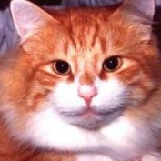 Red's Perspective profile image