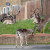 Deer in East London..."where have all the big monkeys gone!"