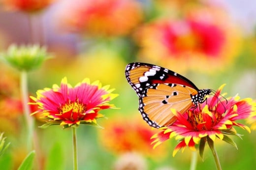 Butterfly love flowers