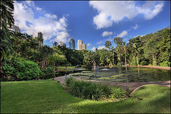 Trees and city skyline Brisbane Botanical Gardens.