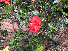 Flowers at Brisbane Botanical Gardens.