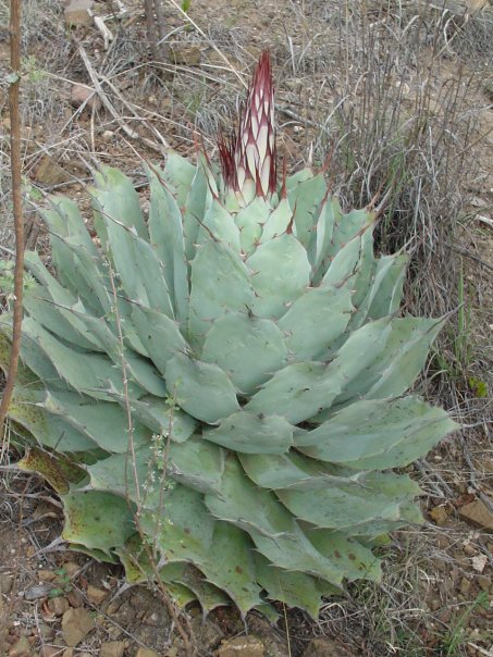 Mother margarita (the agave)