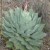 Mother margarita (the agave)