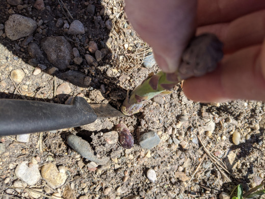 Take a sharp knife and slice the stalk just under the surface of the dirt at an angle