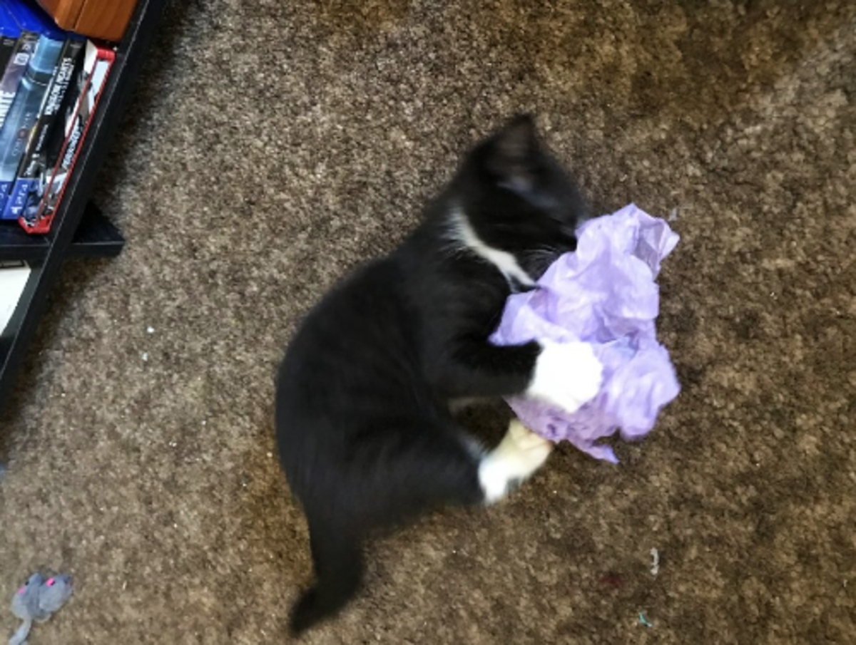 Sammie loves to play with crumpled paper!