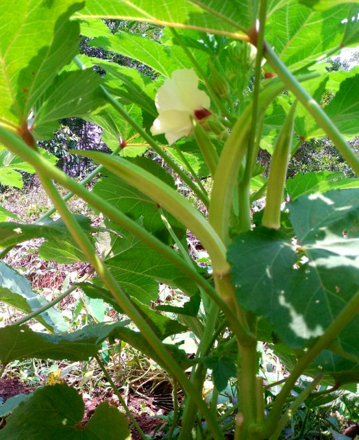 Okra plant flowering and fruiting