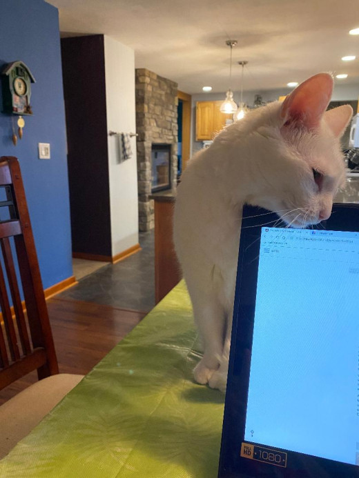 Stop working and pay attention to me, Nice Human. Hum...She's not budging. I have another move up my sleeve (smirk).