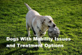 Dogs With Mobility Issues and Treatment Options