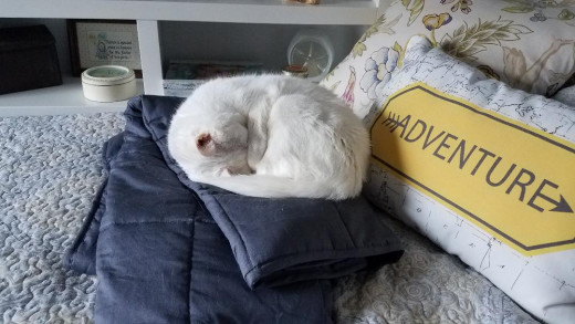 I have the whole bed, but I must fit on this little square blanket.