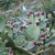 Prickly pear cactus in Italy