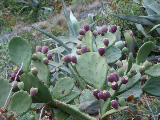 Prickly pear cactus in Italy