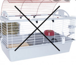 What Do You Need When You First Get a Rabbit?