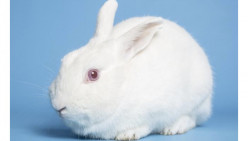 Should You Really Get a Rabbit?