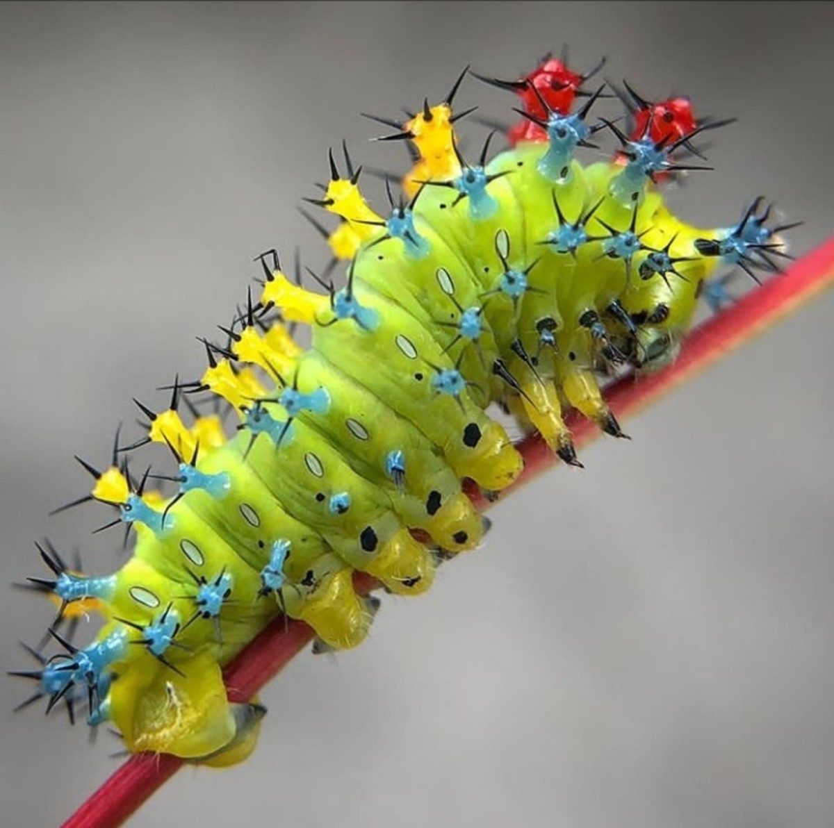 Top 10 Most Beautiful Insects in the World | Owlcation