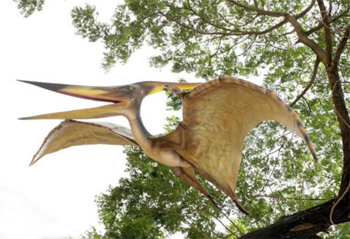 The Care and Feeding of Pterodactyls