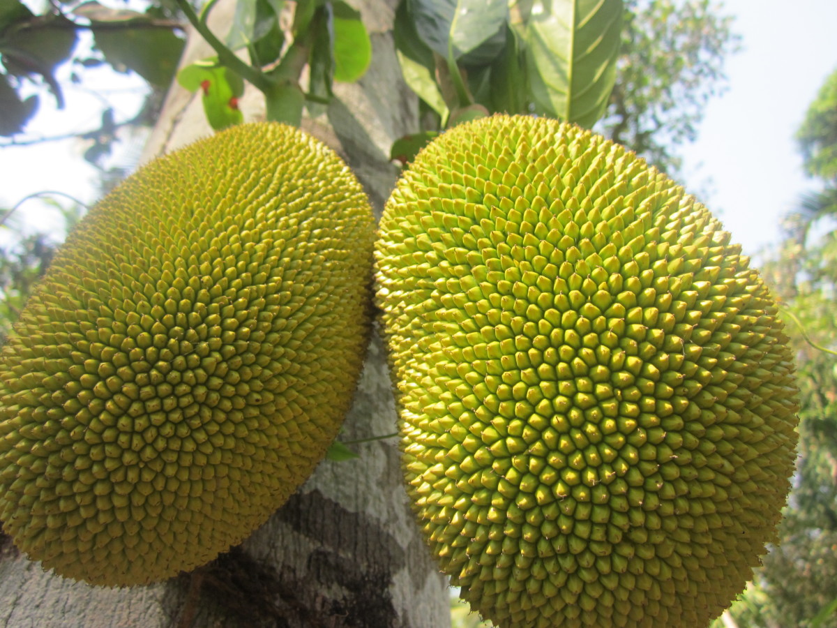 Jack Fruit: Food for Thought During a Pandemic