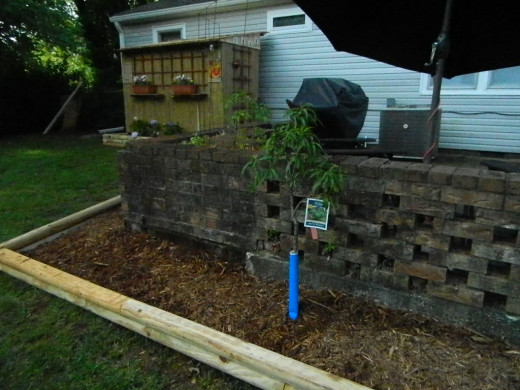 Here's the new peach tree and a few more vegetable plants.