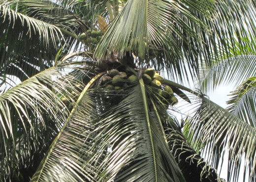 Coconut Palm from India