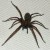 British giant house spider.  Speed and size is frightening, but quite harmless and can be handled.