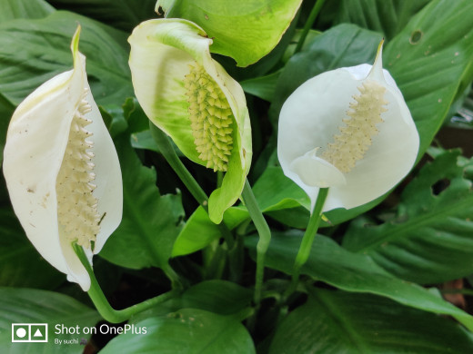 Peace lily