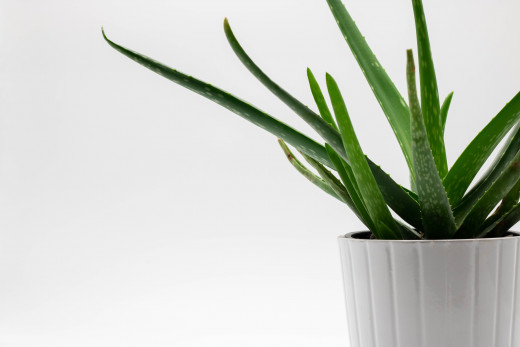 Aloe Vera Plant