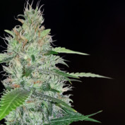 SantaRosadispensaryflora profile image