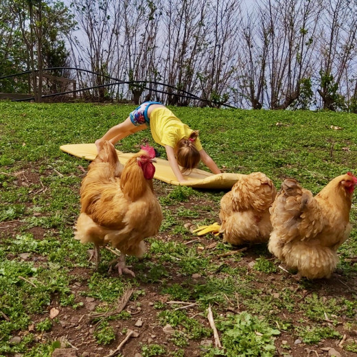 Chicken Yoga