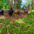 Back Yard Chickens