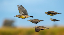 How Many Birds Have Been Lost in 50 Years