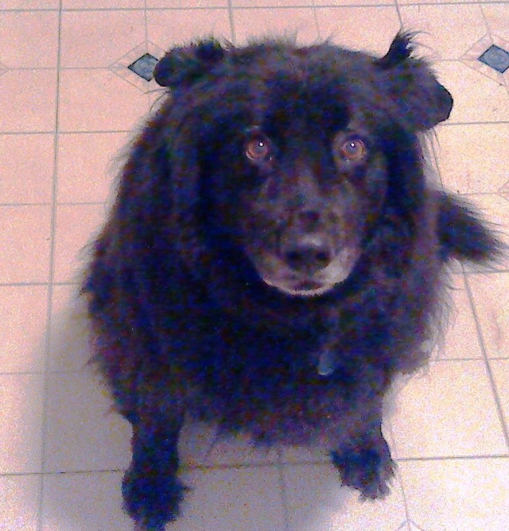 When You Still Feel Guilty After Four Years About Putting Your Dog Down When you still feel guilty after four years about putting your dog down