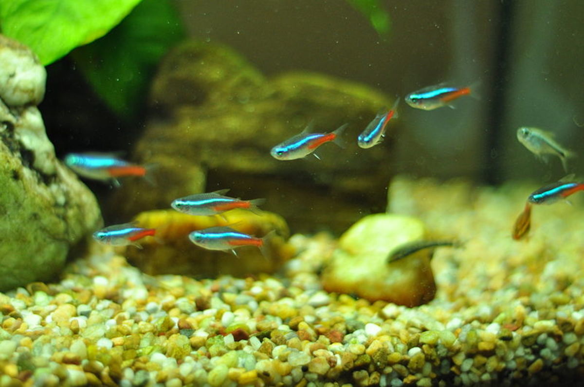 10 Best Schooling Fish for a Freshwater Aquarium | PetHelpful