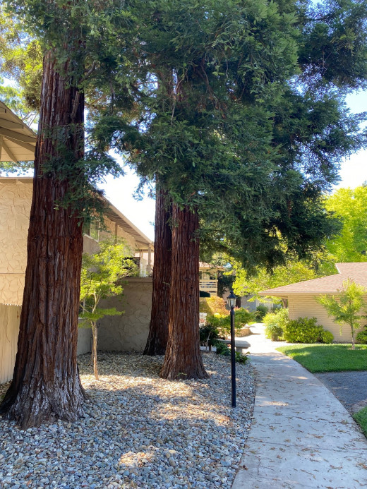 Owners and management at apartment complex often put effort into making the environment beautiful and comfortable, including have big redwoods like these at my complex. 