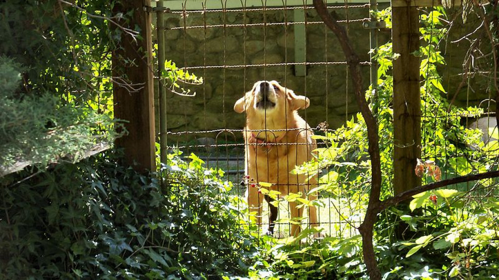 10 Ways to Survive Mean Dogs | HubPages