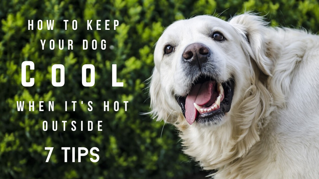 7 Tips to Keep Your Dog Cool This Summer PetHelpful