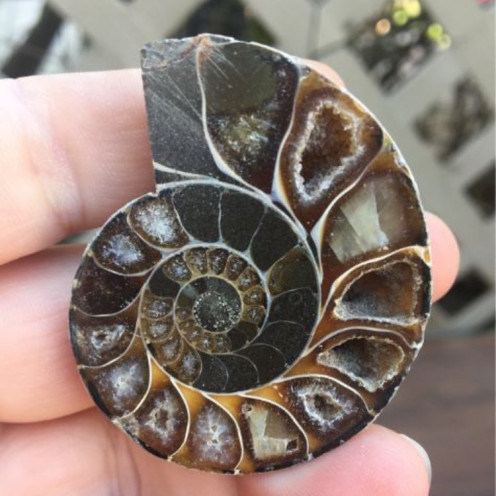 prehistoric fossils for sale