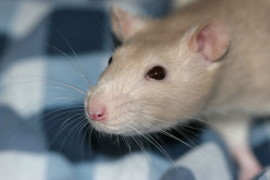 Tips to Care for Your Rats