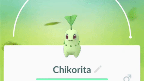 Chikorita