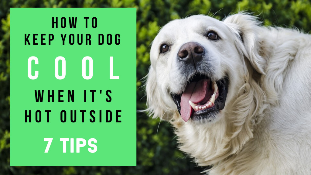 7 Tips to Keep Your Dog Cool This Summer PetHelpful