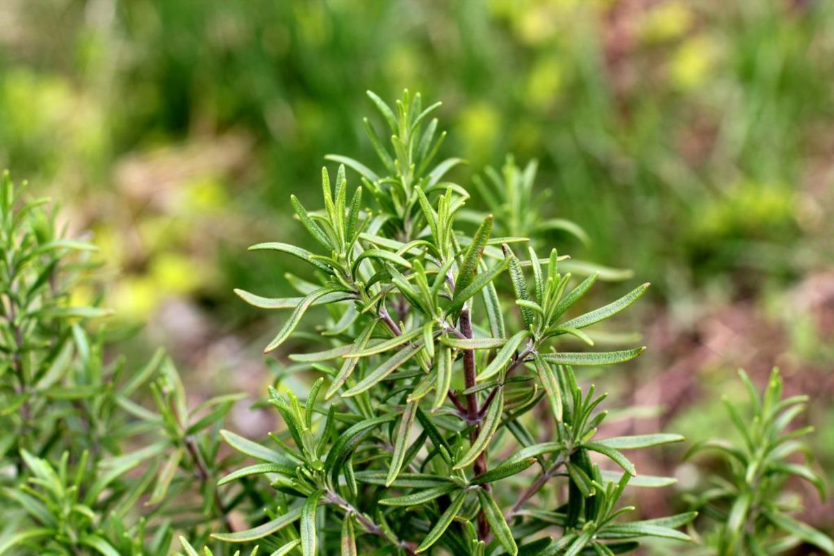 Rosemary is a valuable herb in protection magic. 