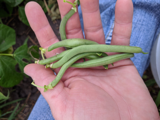 Each plant can produce multiple beans.