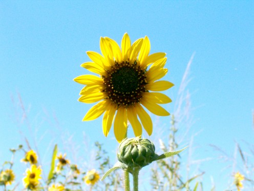 Sunflower photo I took in Oklahoma.
