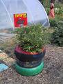Inovative use of old tyre in poor housing Mexico          gardeningtipsnideas.com
