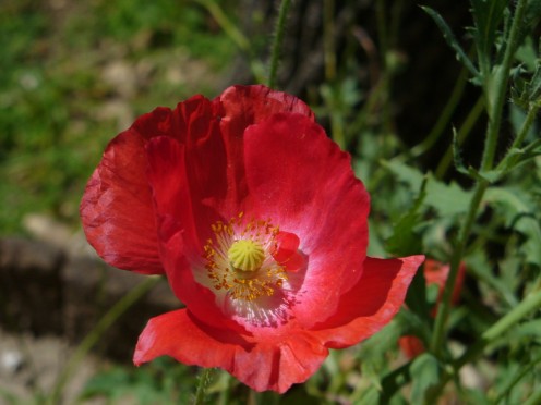 Red, Coral Poppy flower, planted from seeds. 