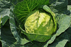 Know About the 10 Benefits of Eating Cabbage