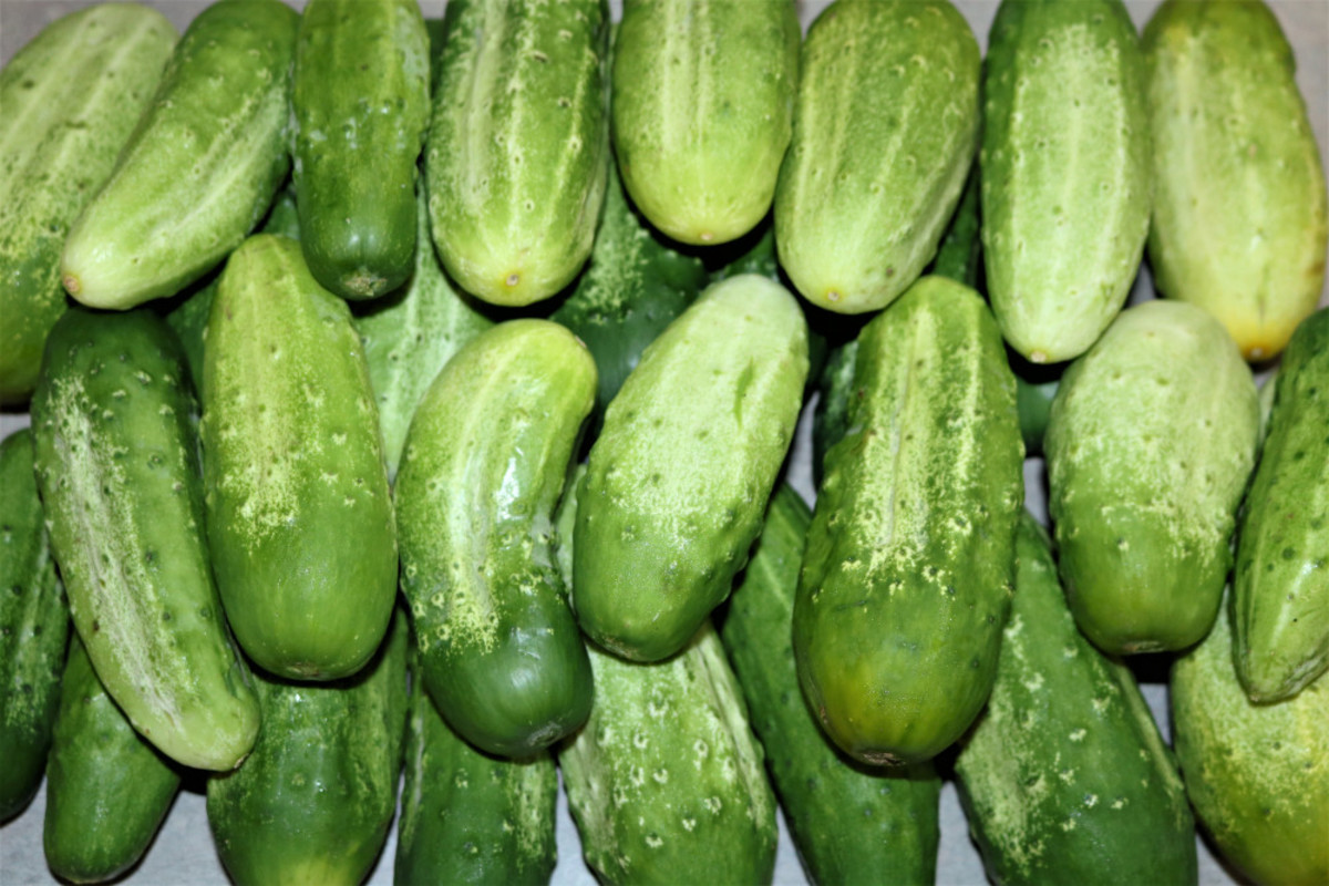 Fresh Picked Cucumbers