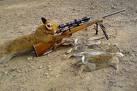 A Fox Hunting!!  Many people like to see the bull win, too!!        credit fmft.net