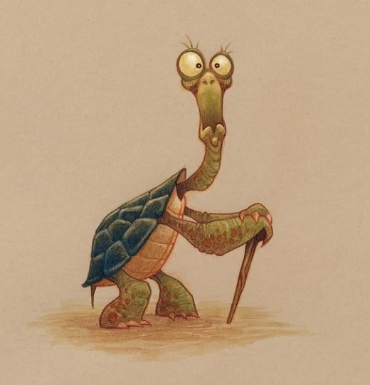Elderly Tortoise by Chris Ayers