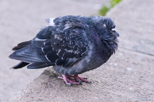 Sick pigeon