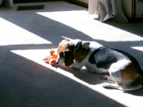 This is Molly playing with one of her toys.