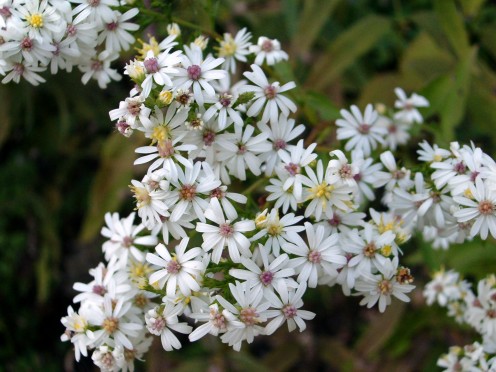 Several small white flowers bunched together.